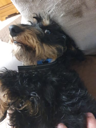 Customer photo review of Collier Anti Aboiement PuppySafe