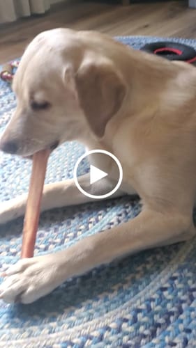 Customer video review of 12 Inch Extra Thick Bully Sticks