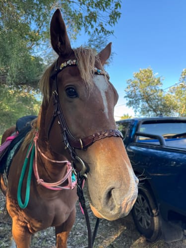 Customer photo review of CAMPAIGN- Odessa Bonita Multi bridle - MASEGO bit to bitless system