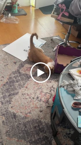 Lana P. review of SPEEDY TAIL 2.0 image 1 out of 1