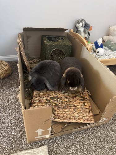 Customer photo review of Timothy Hay Box 'Coarse Cut'