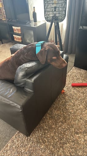 Jessica V. review of 5cm Combat® Collar | NO Handle & Secure Clip - Light Blue image 1 out of 4