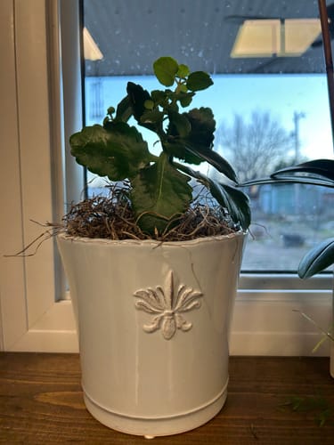 Customer photo review of Plant Food