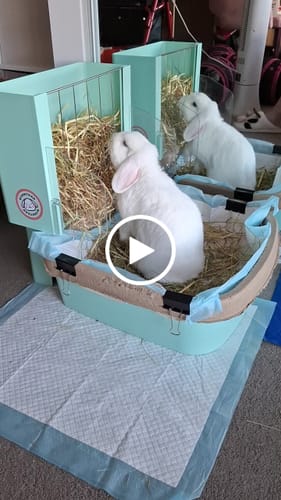 Customer video review of BunnyLet