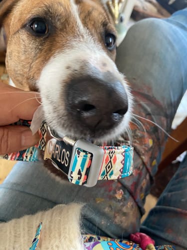 Customer photo review of Hundehalsband mit Gravur