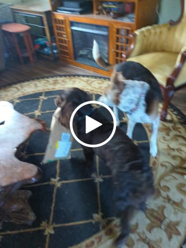 Customer video review of 12 Inch Thin Bully Sticks