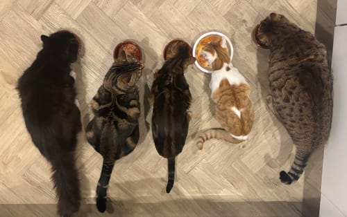 Customer photo review of 1 Month Supply – 3 Cat