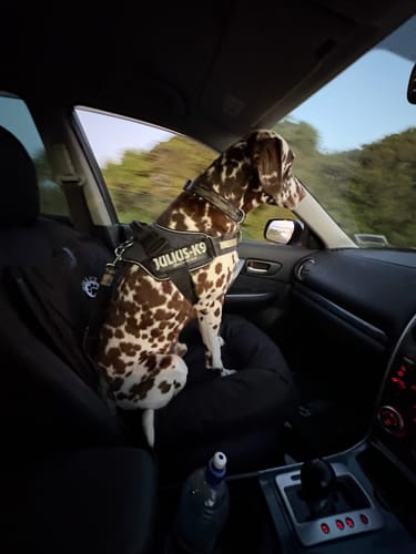 Customer photo review of Car Seat Cover