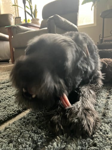 Customer photo review of 6 Inch Standard Bully Stick