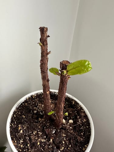 Customer photo review of Plant Food