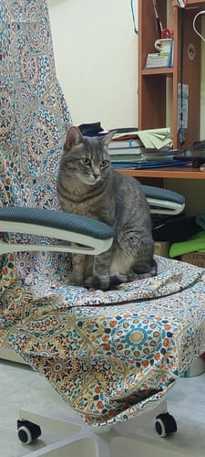 Customer photo review of Crocchette gatto formula Pesce Azzurro dell'Oceano Pacifico e Mirtilli