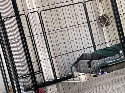 Customer photo review of PaWz 8 Panel Pet Dog Playpen