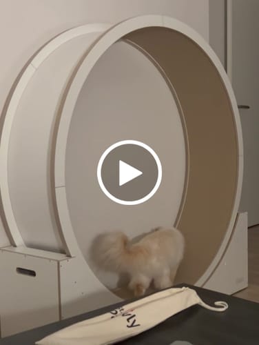 Ulrike L. review of Elmato Katzenlaufrad Simba image 1 out of 1