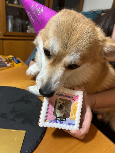 Customer photo review of Fotogenica Tortina Per Cani CON FOTO e MESSAGGIO