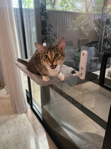 Customer photo review of Foldable Cat Window Hammock with Strong Suction Cups