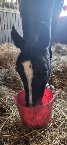 Customer photo review of Strotonin Horse Support