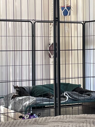 Customer photo review of PaWz 8 Panel Pet Dog Playpen