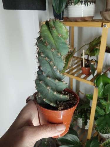 Customer photo review of Cereus forbesii Spiralis | Spiral Cactus