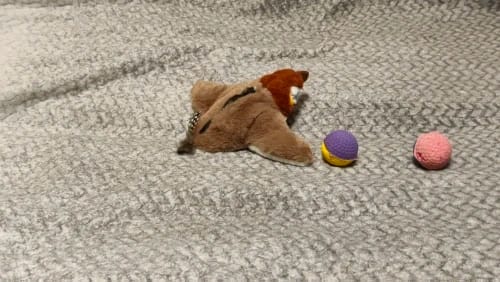 Customer photo review of Hot Cat Interactive Toys Catnip Electric Pat Bird (with Catnip) Dog Cats Touch-Activated Squeaky Plush Toy Pet USB Rechargeable