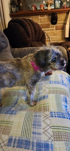 Customer photo review of FurLife™ 12 Months Flea and Tick Free
