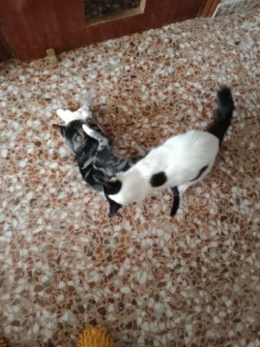 Customer photo review of Touch Sensitive Plush Toy Catnip Rechargeable Chirping Flapping Bird With Catnip for Indoor Cats (Does Not Fly) Cat Toys Things