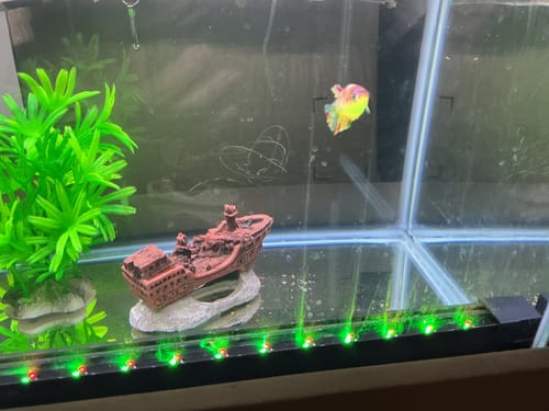 Customer photo review of Female Betta Fish Koi Nemo Galaxy Plakat
