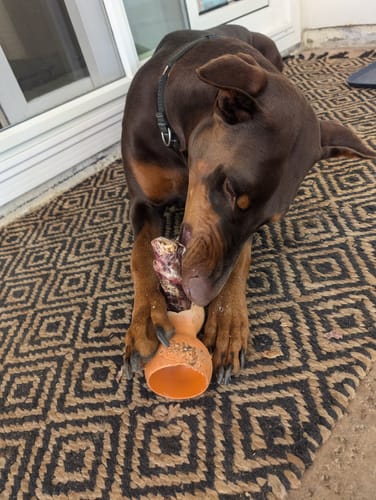 Customer photo review of 6 Inch Power Beef Sticks