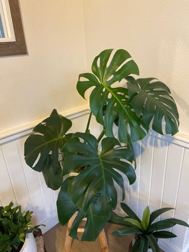 Customer photo review of Plant Food