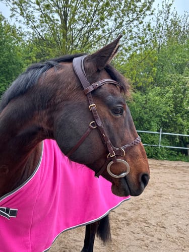 Customer photo review of CAMPAIGN- Odessa Bonita Multi bridle - MASEGO bit to bitless system
