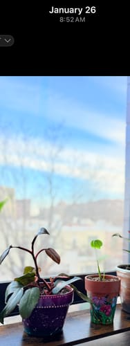 Customer photo review of Plant Food