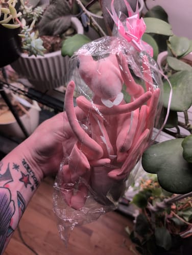 Customer photo review of Pink Orchid Mantis Soft Stuffed Plush Toy