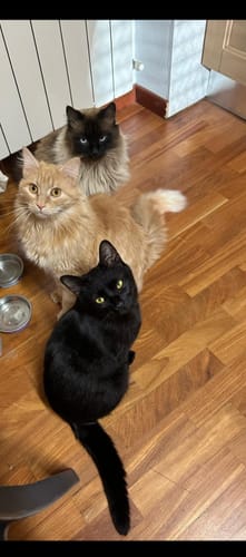 Customer photo review of Diffusore Calmante per Gatti