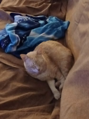 Customer photo review of 3x Ricarica Diffusore (48 ml)