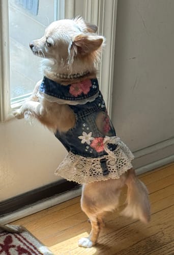 Customer photo review of Love Story Vest