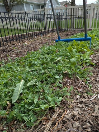 Customer photo review of The Square Foot Gardener Broadfork | 24" wide | 6 tines
