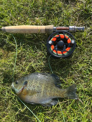 Customer photo review of Missouri River Rod Combo Kit – 8'6" 5WT