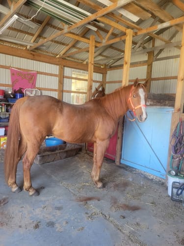Customer photo review of OptiWize Collagen +Plus Horse Joint Supplement