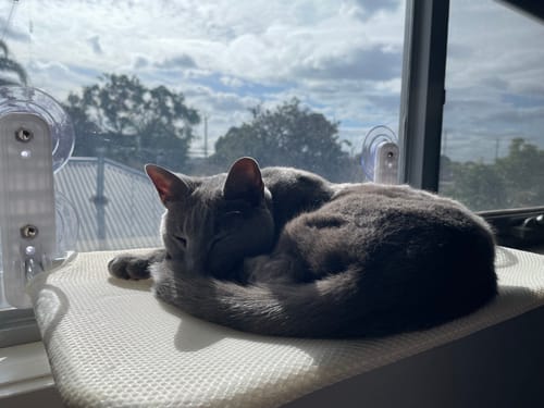 Customer photo review of Foldable Cat Window Hammock with Strong Suction Cups