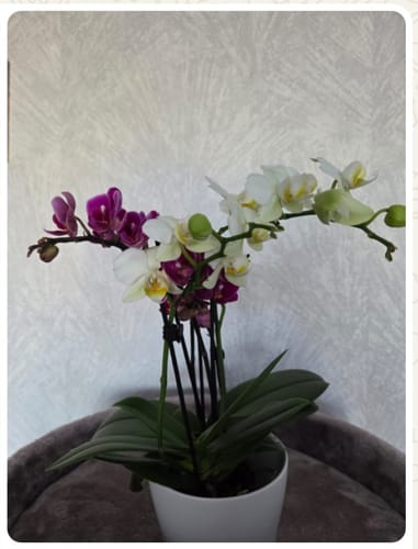 Customer photo review of Cocktail Orchidee mit violett-weißen Blüten und 5+ Rispen