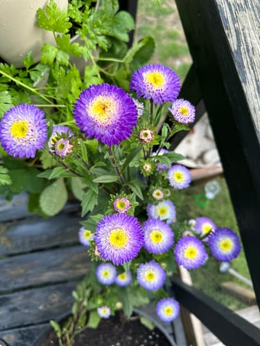 Customer photo review of Bonita Top Blue Aster Seeds