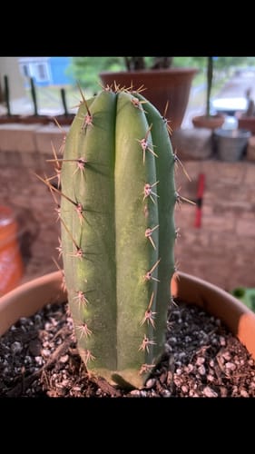 Customer photo review of Trichocereus Bridgesii | Bolivian Torch Cactus