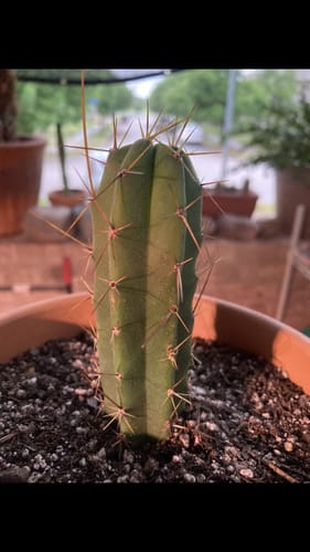 Customer photo review of Trichocereus Peruvianus | Peruvian Torch Cactus