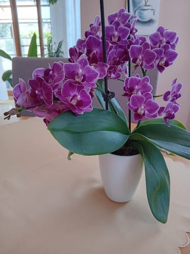 Customer photo review of Table Dance Farbmix im 6er Set mit 1 Rispe inkl. Keramik in weiß