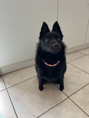 Customer photo review of Collier anti-tiques naturel pour chien – Paracorde & perles céramique EM