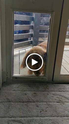 Customer video review of Patio Pet Door Insert