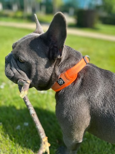 undefined review of Slip N' Clip Collar | XS-M Breeds - Orange image 1 out of 1