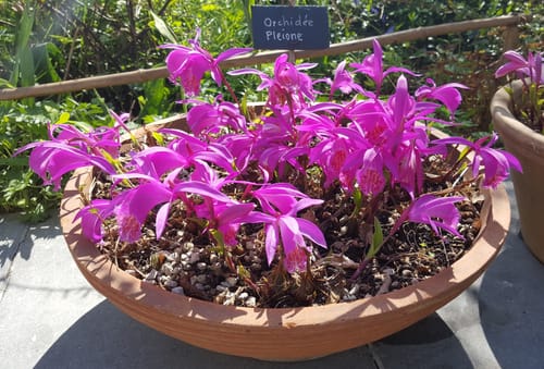 Customer photo review of Orchid Fertilizer