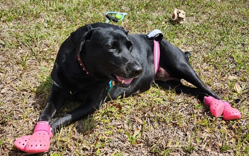 Customer photo review of WagWellies® Mojave