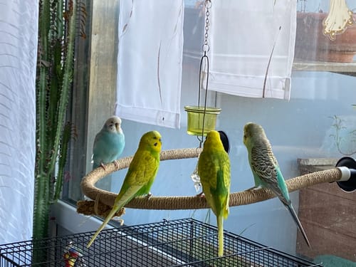 Customer photo review of Welli Mix Grüner Hafer