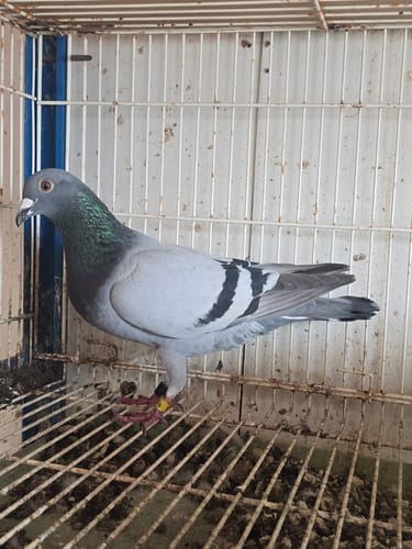 Customer photo review of Can-Am Renegade (incl. XMR) Single centered